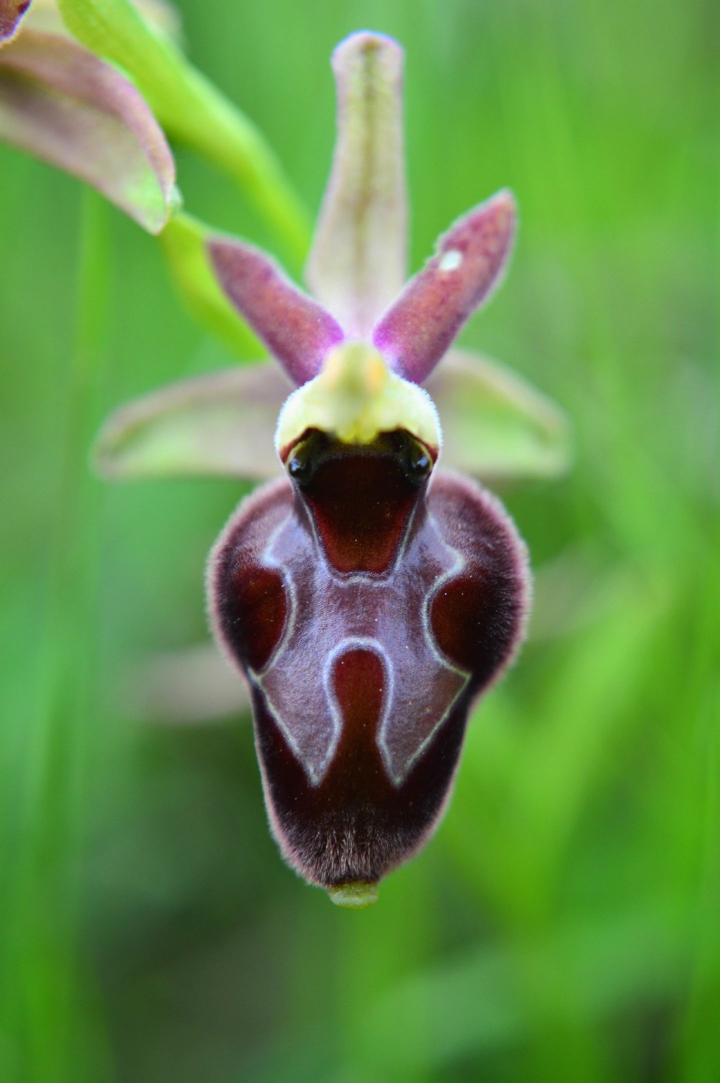 Ophrys da determinare