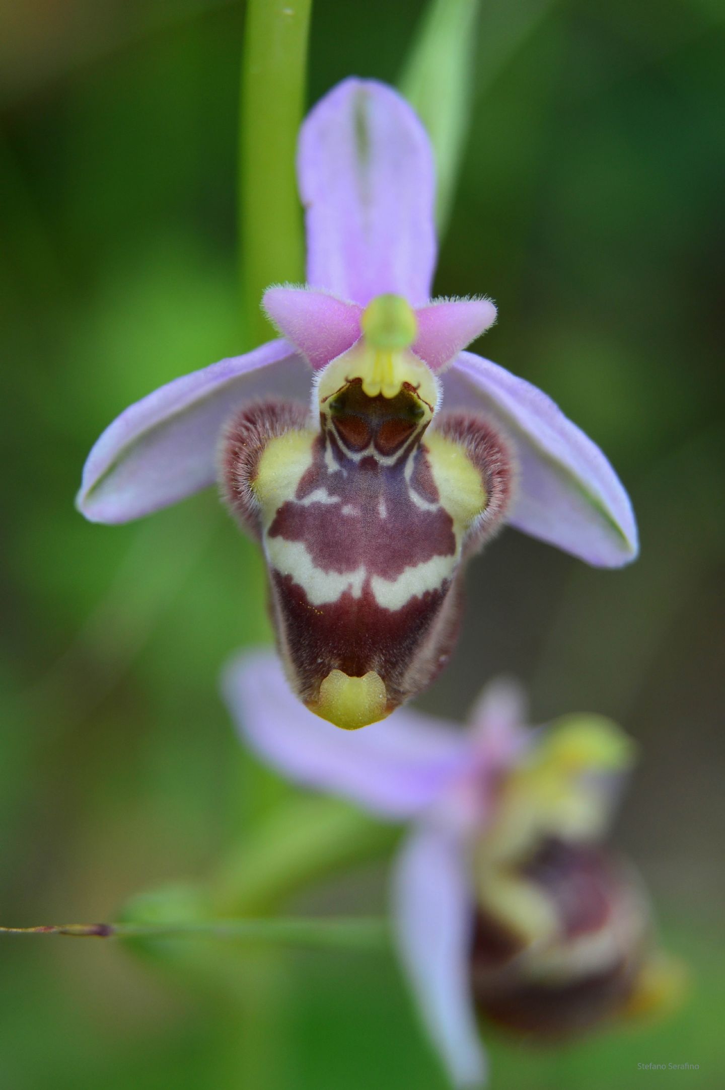 Ophrys da determinare