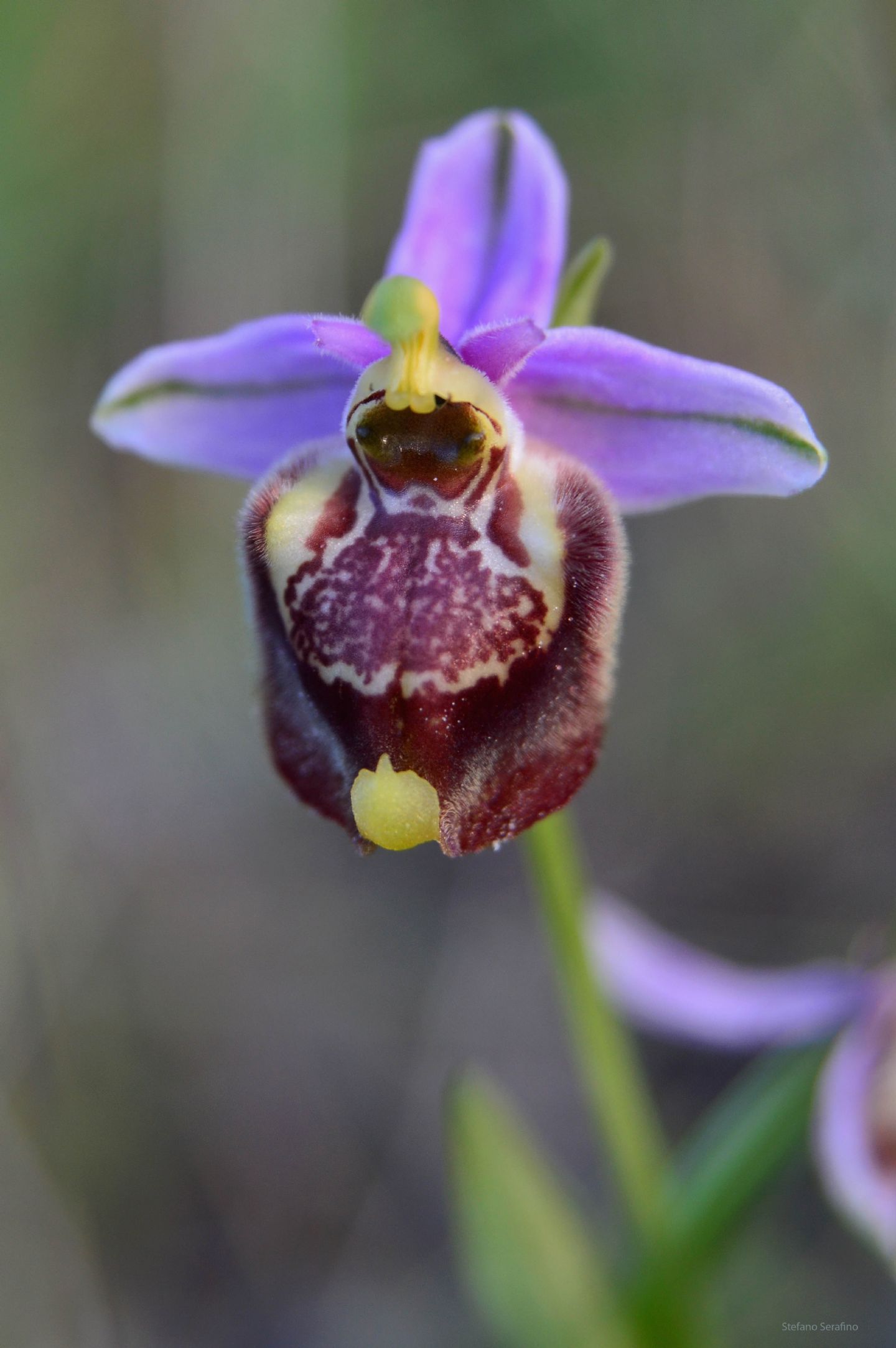 Ophrys da determinare