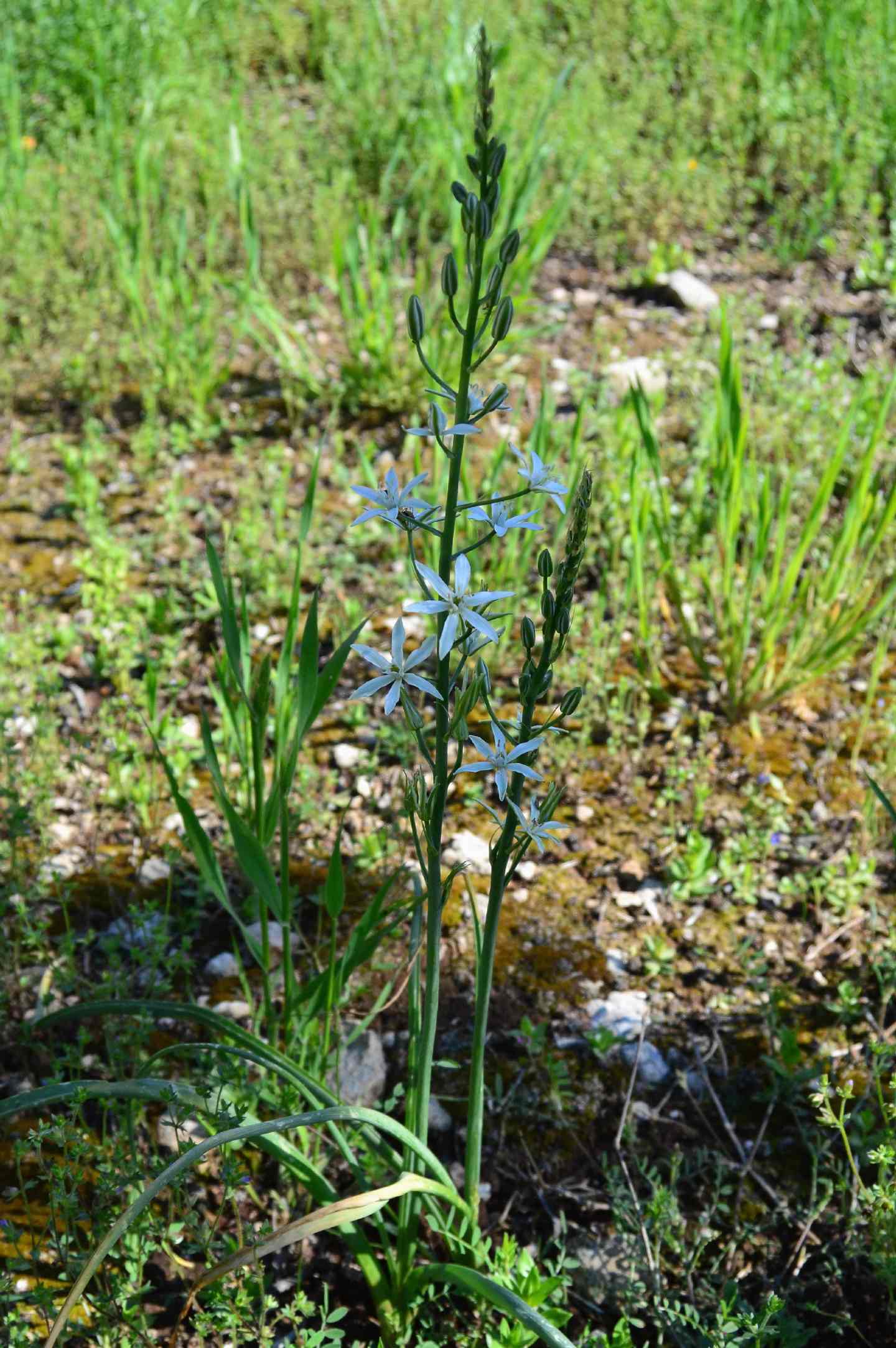 Loncomelos narbonensis