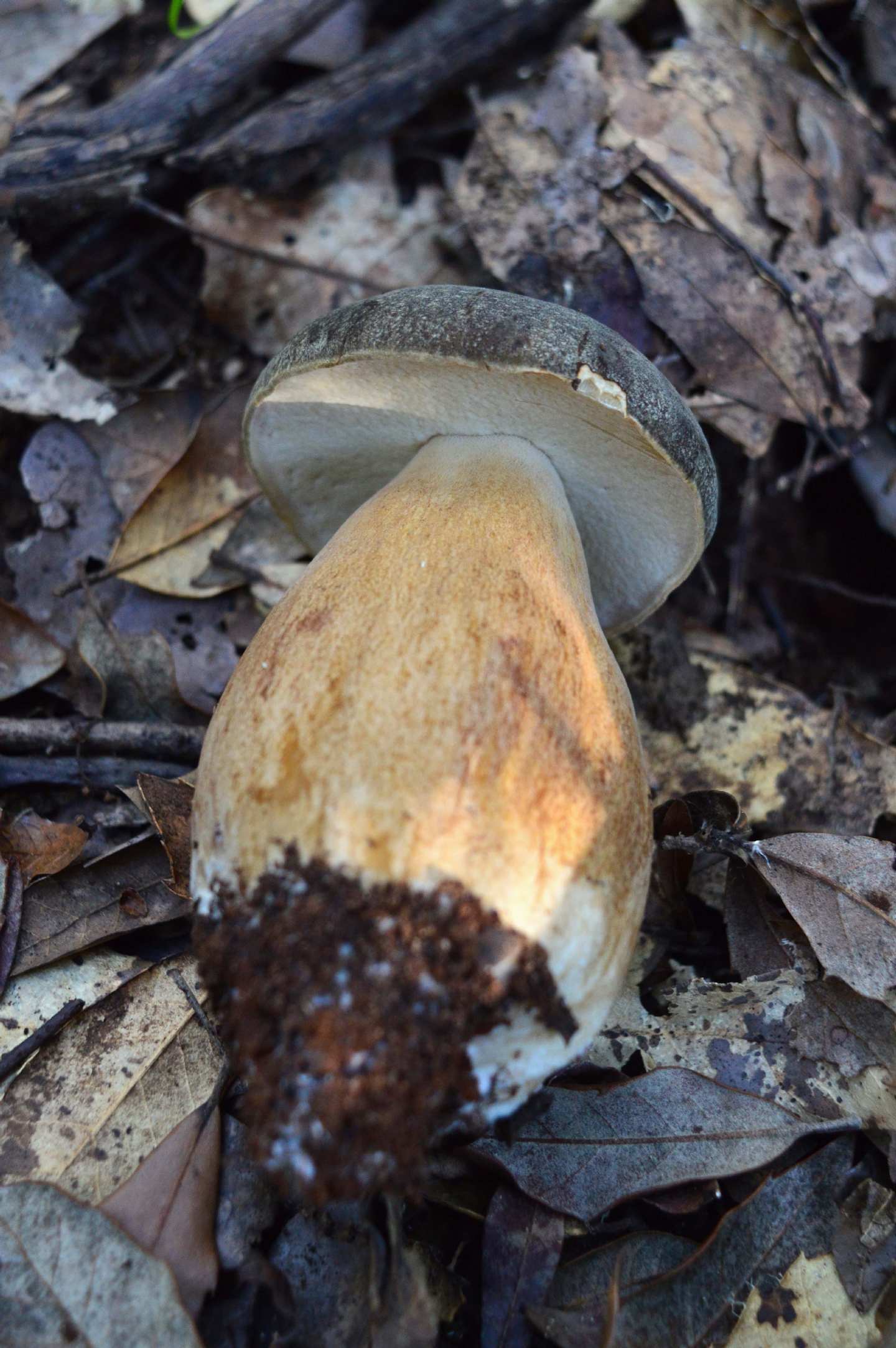 Id Boletus3 15/09