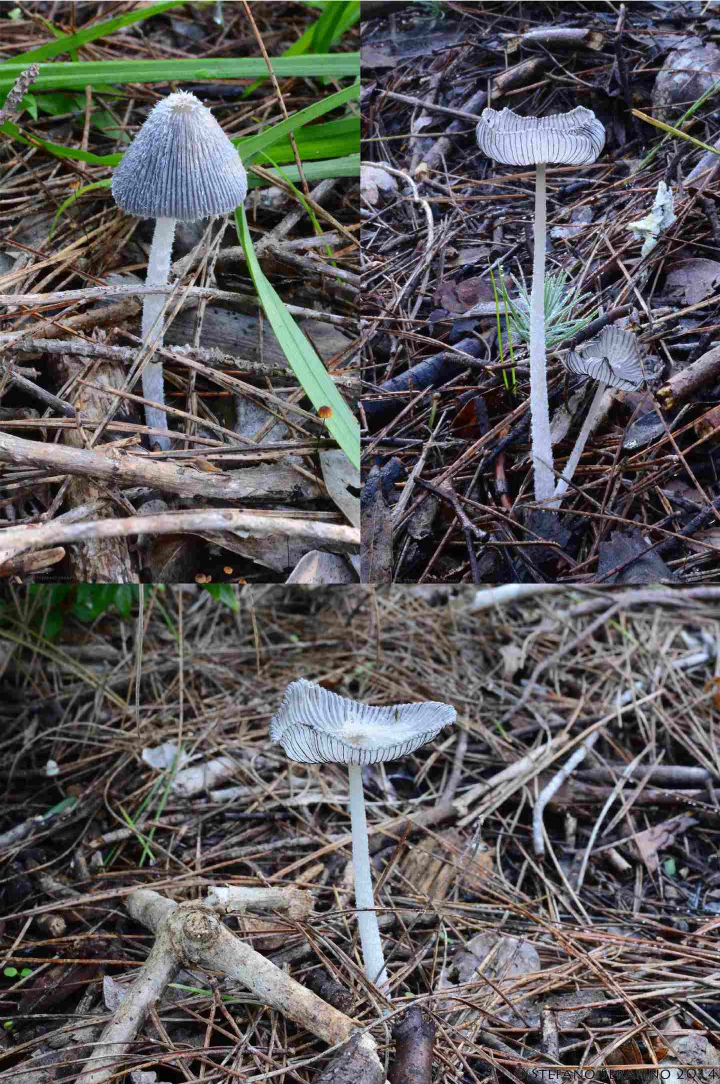 Da determinare A Coprinus  20/12/2014