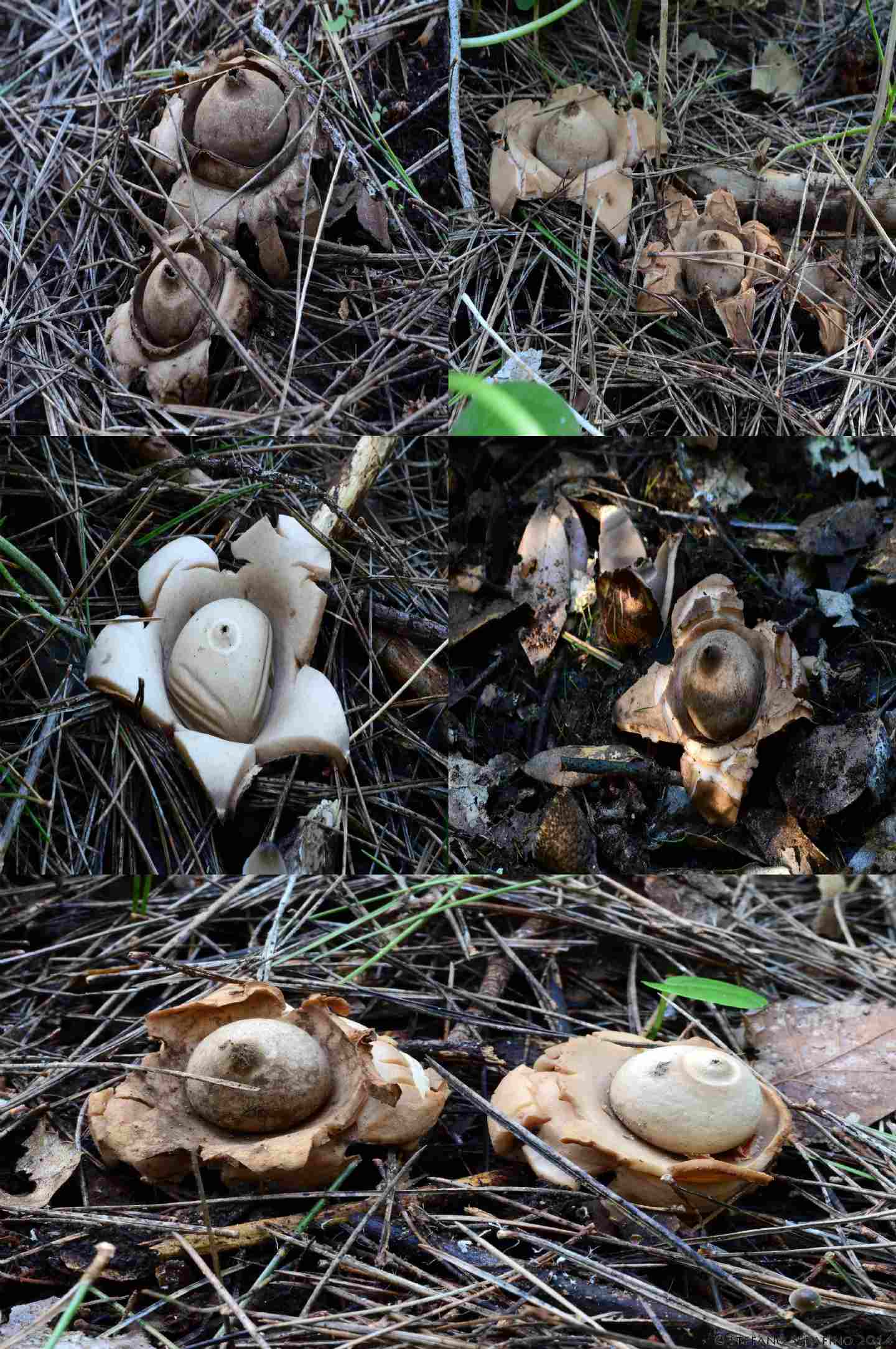 Da determinare E Geastrum  04/01/2015