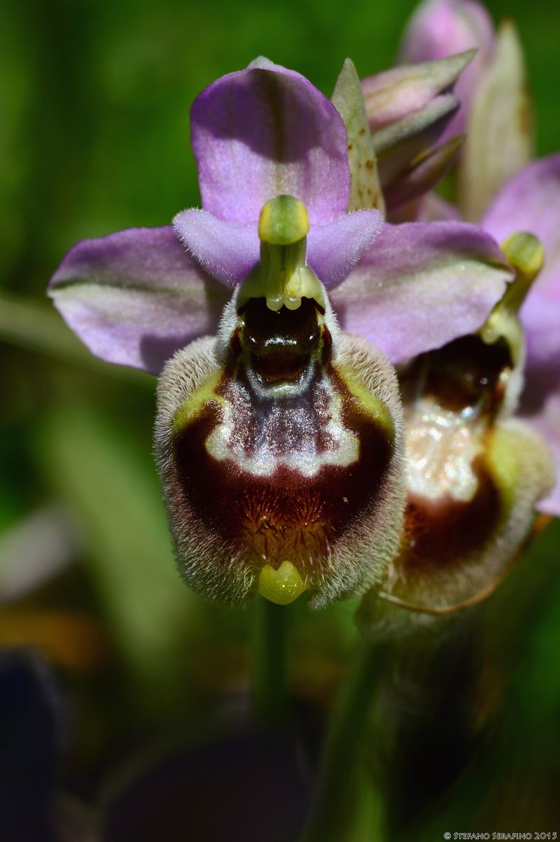 Ophrys da determinare  16 04 2015