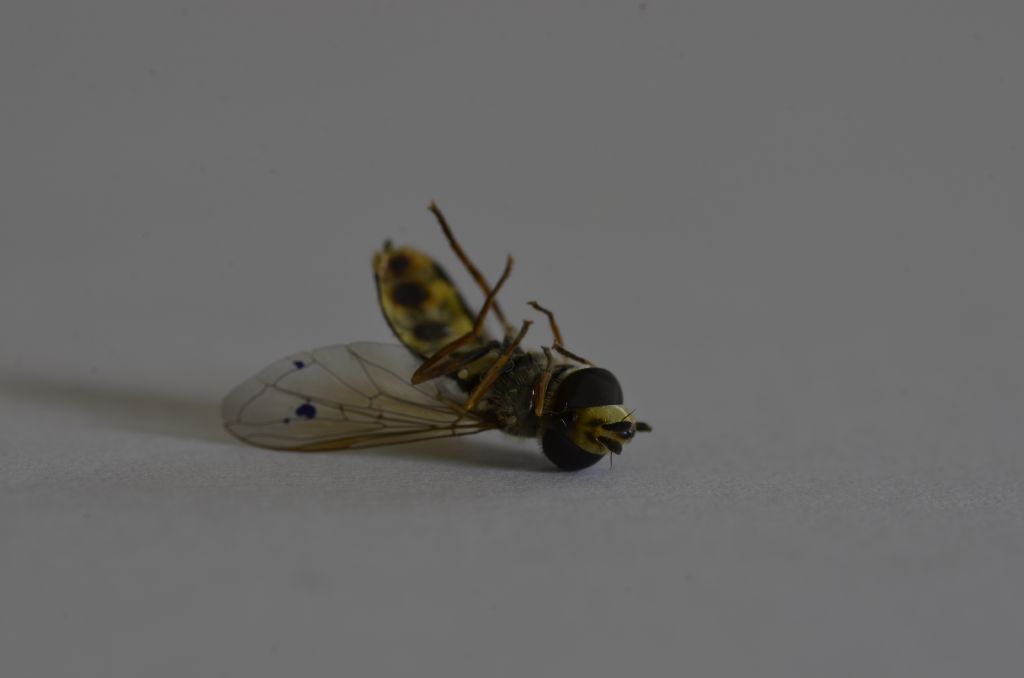 da identificare: Syrphidae