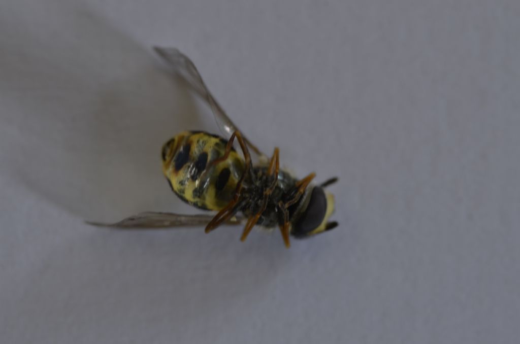 da identificare: Syrphidae