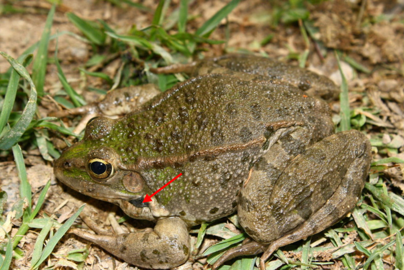 Rana da ID. - Pelophylax ridibundus (prov. Imperia)