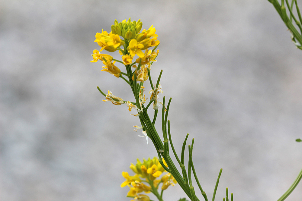 Barbarea vulgaris / Erba di Santa Barbara comune