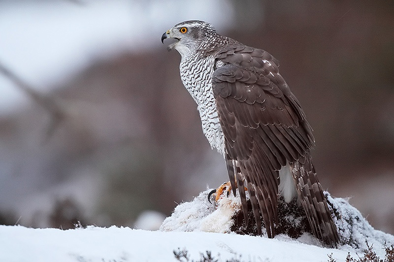 Astore - Accipiter gentilis