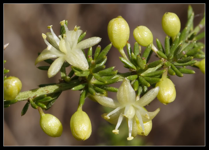 Asparagus acutifolius / Asparago pungente