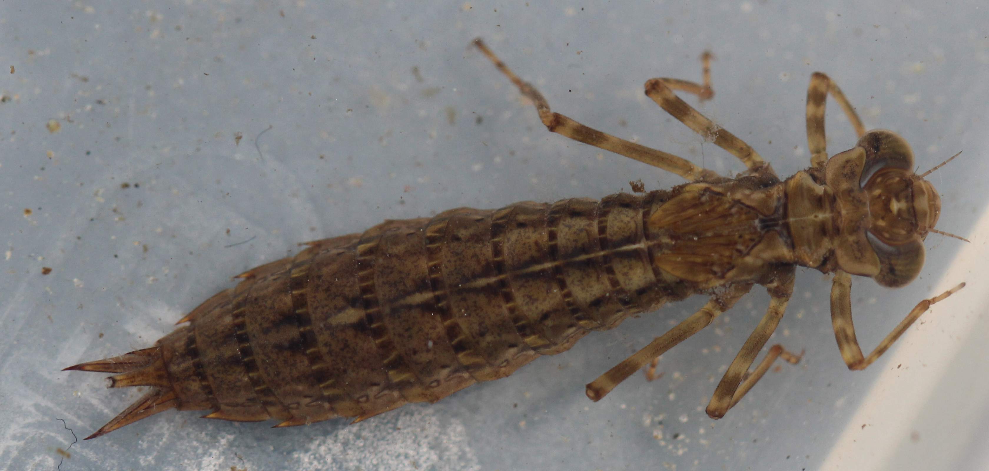 Larva da ID 1: Aeshna cyanea