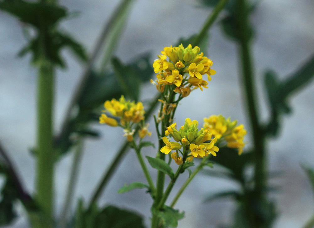 Barbarea vulgaris / Erba di Santa Barbara comune