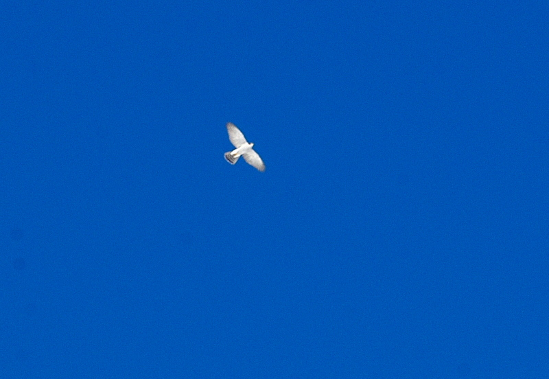 Astore - Accipiter gentilis