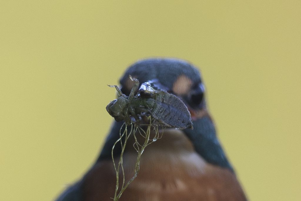 Larva vs. Martino da ID