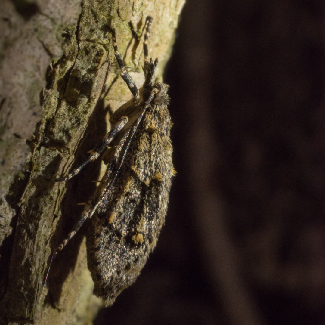 mimetica di bosco