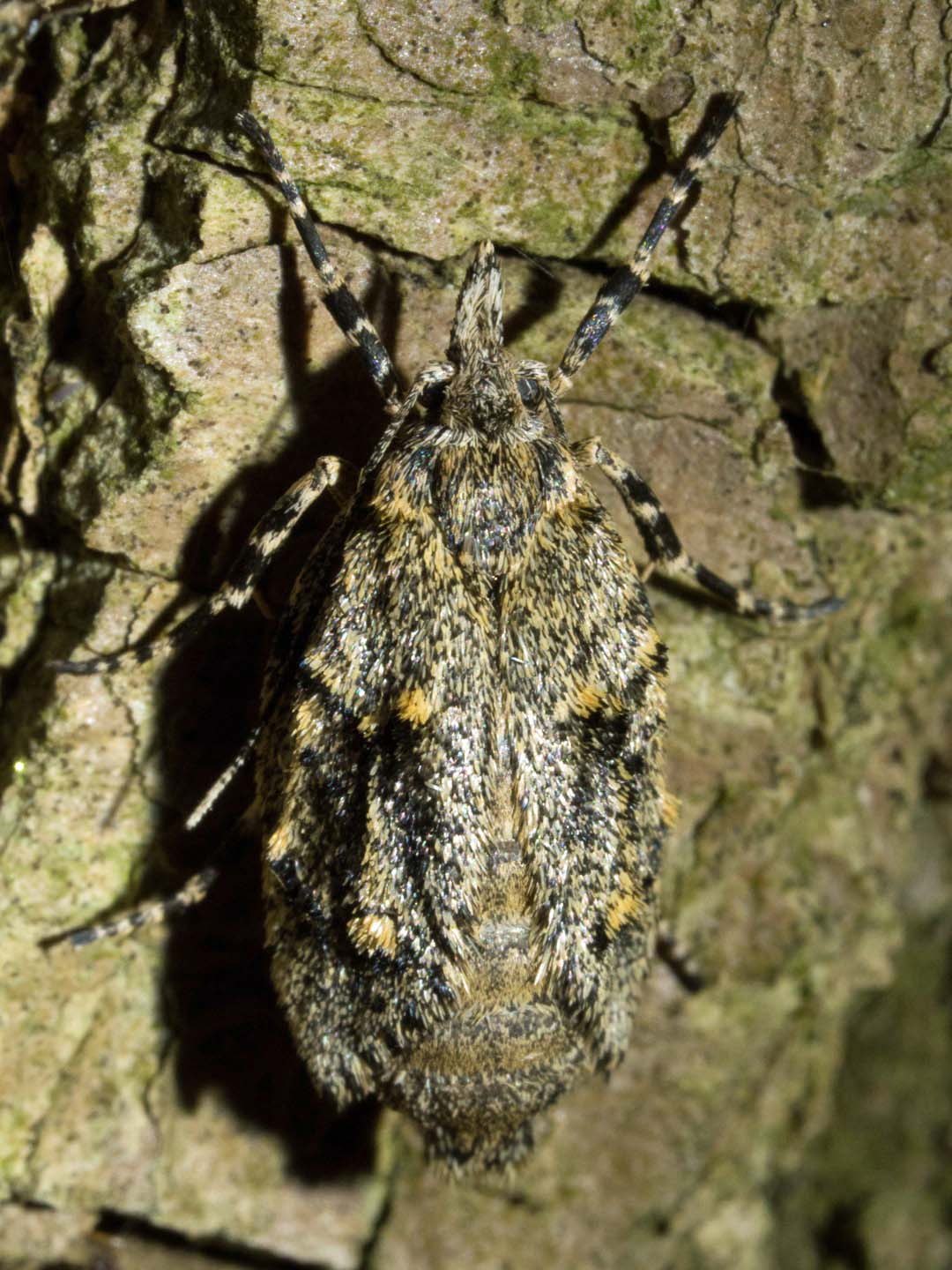 mimetica di bosco