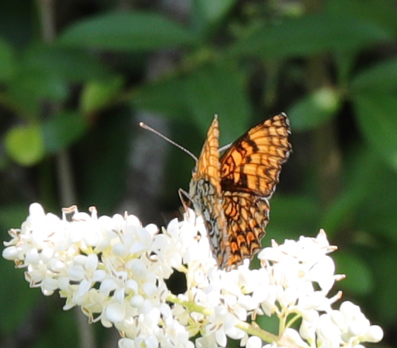 Melitaea? Melitaea phoebe - Nymphalidae