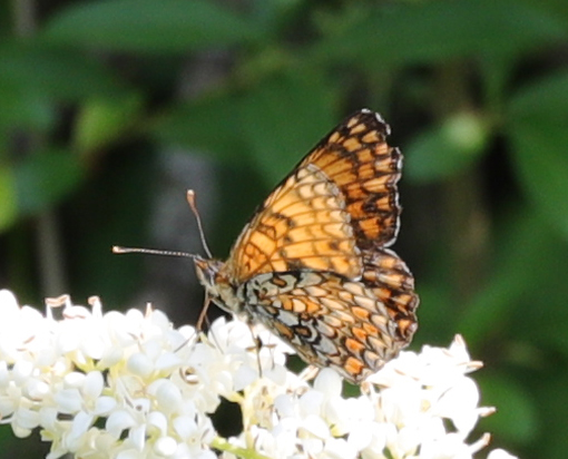 Melitaea? Melitaea phoebe - Nymphalidae