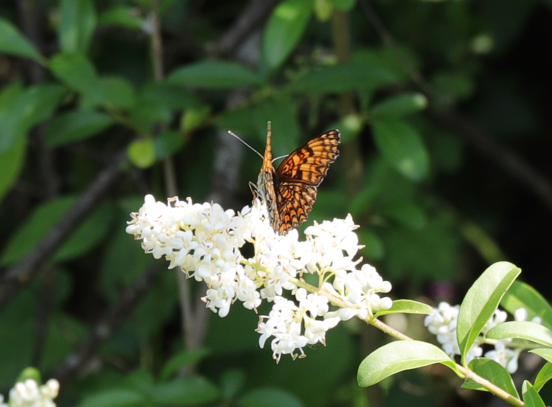 Melitaea? Melitaea phoebe - Nymphalidae