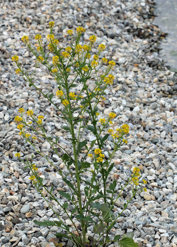 Barbarea vulgaris / Erba di Santa Barbara comune