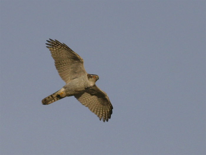 Astore - Accipiter gentilis