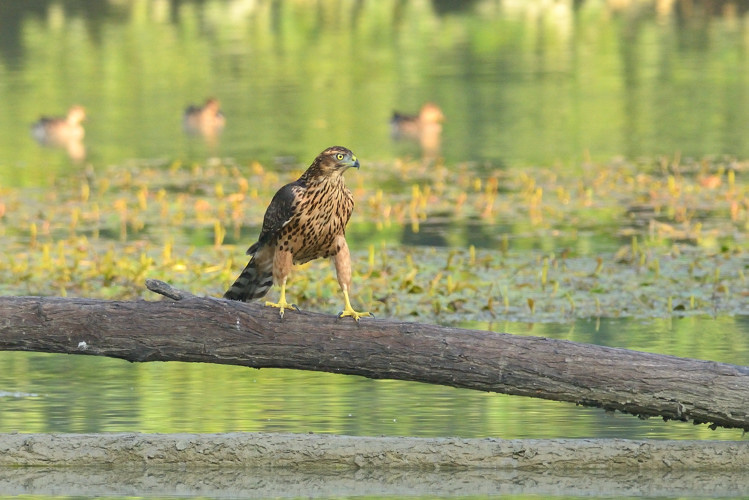 Astore - Accipiter gentilis