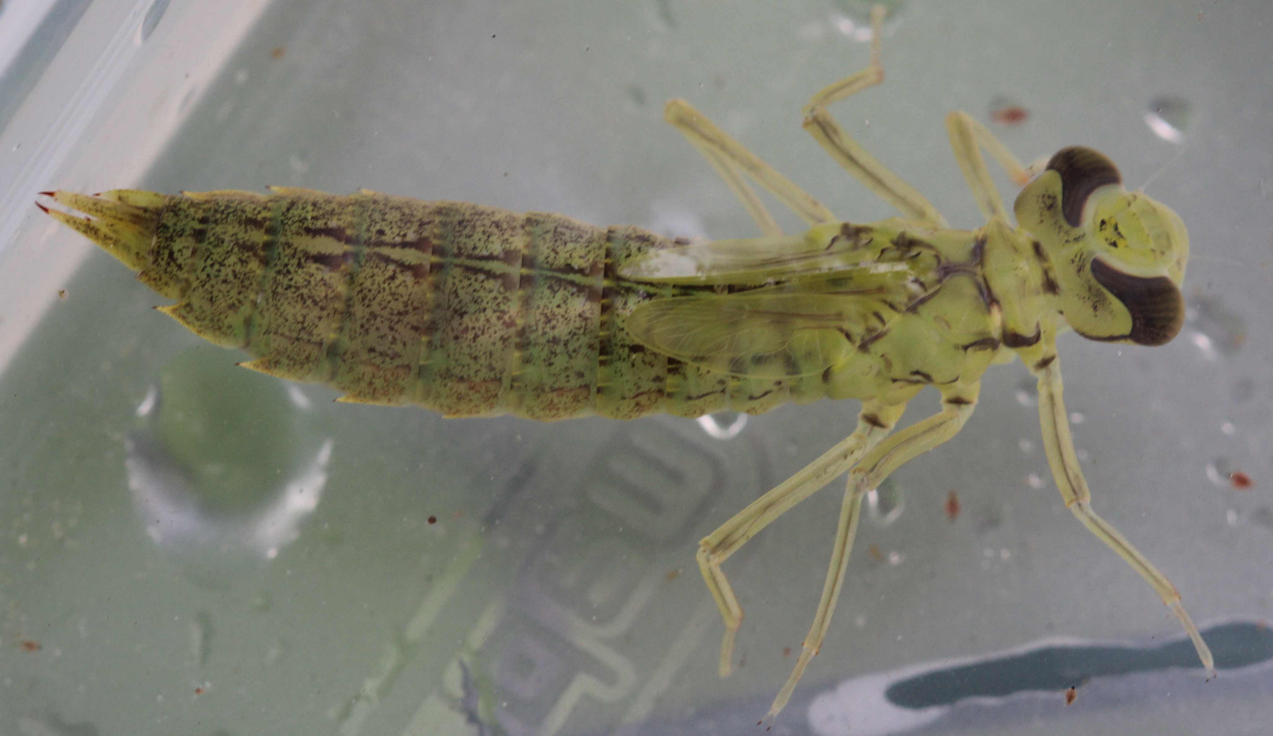 Larva da ID 2: ancora Aeshna cyanea