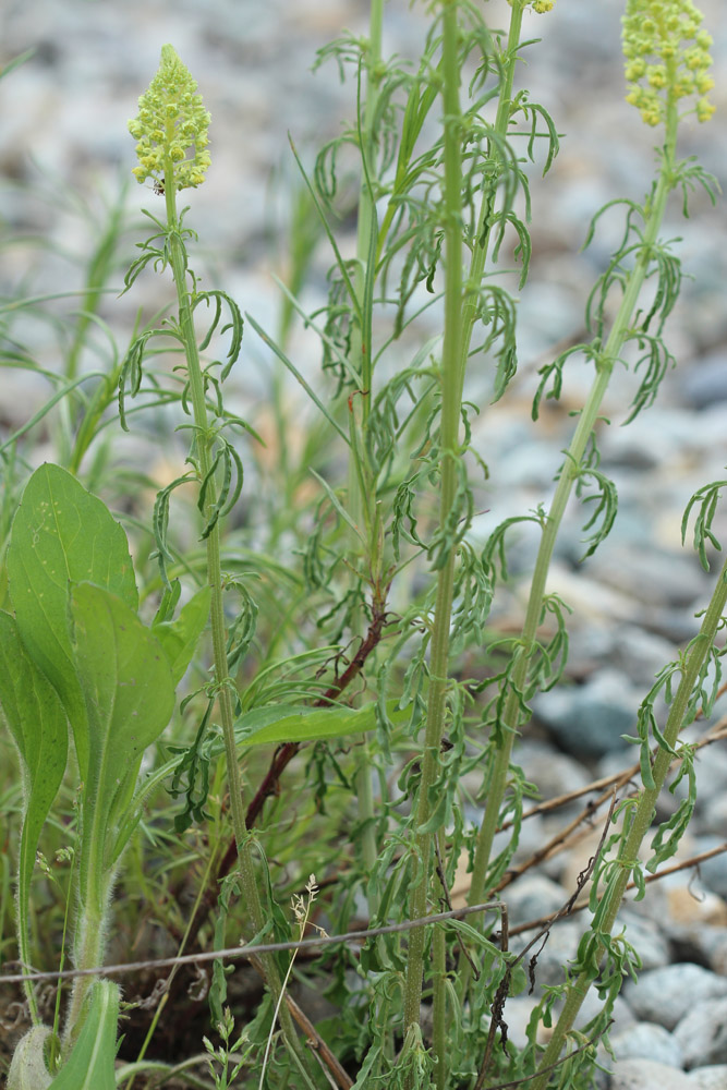 Dal greto fluviale...Reseda lutea