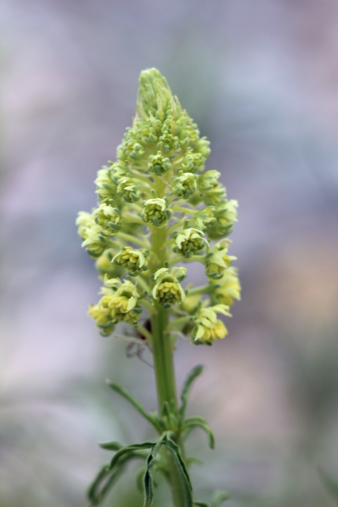 Dal greto fluviale...Reseda lutea