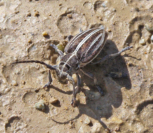 Dorcadion etruscum, femmina, Cerambycidae