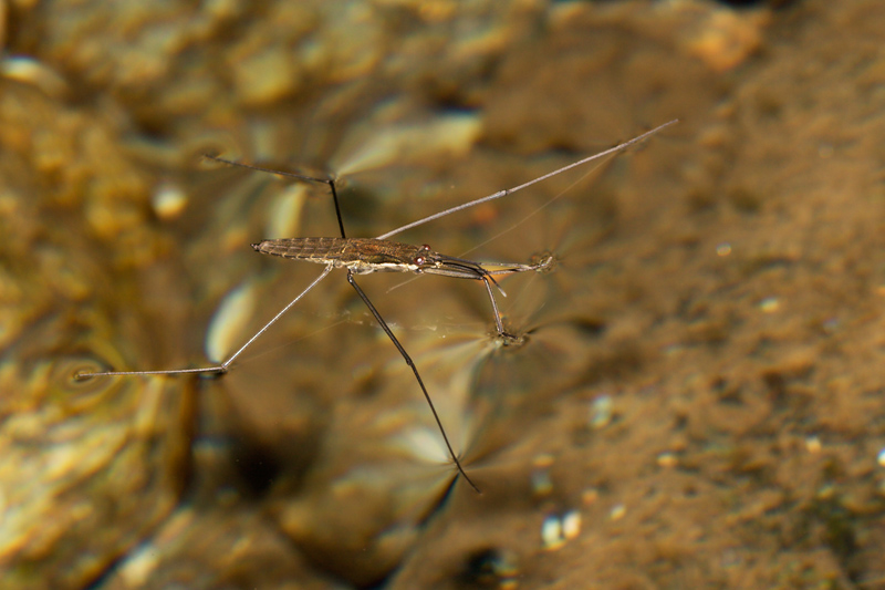 Gerridae:    Aquarius najas