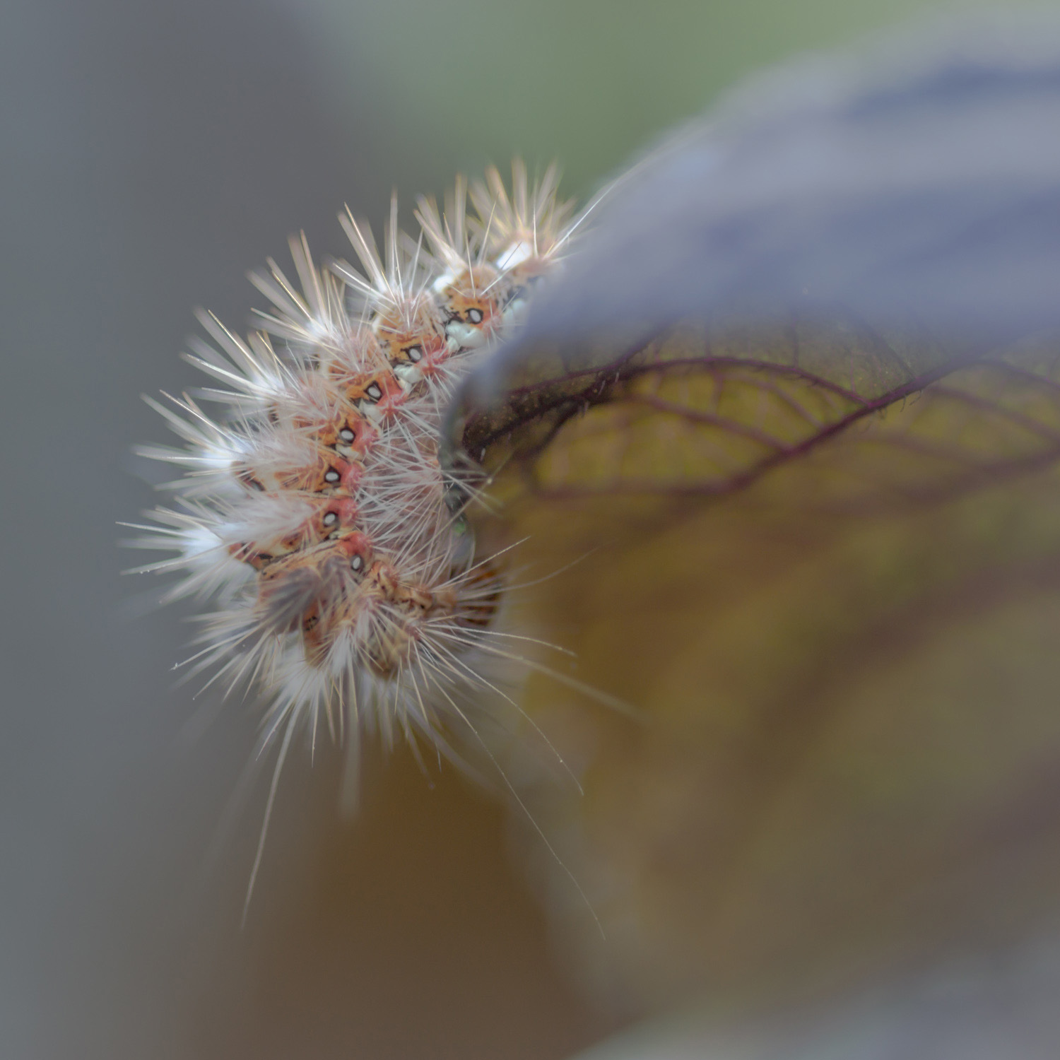 Identificazione bruco.. - Acronicta (Viminia) rumicis