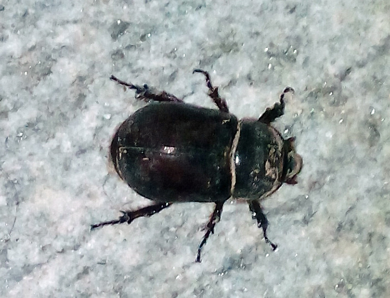 Oryctes nasicornis