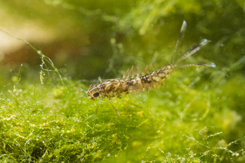 Ninfa di efemerottero Cloeon sp. (Baetidae)