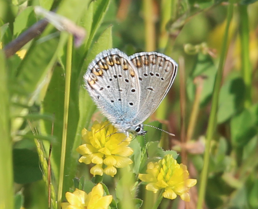 Altra blu da ID - Plebejus sp.