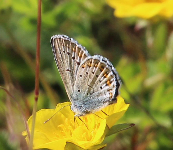 Altra blu da ID - Plebejus sp.