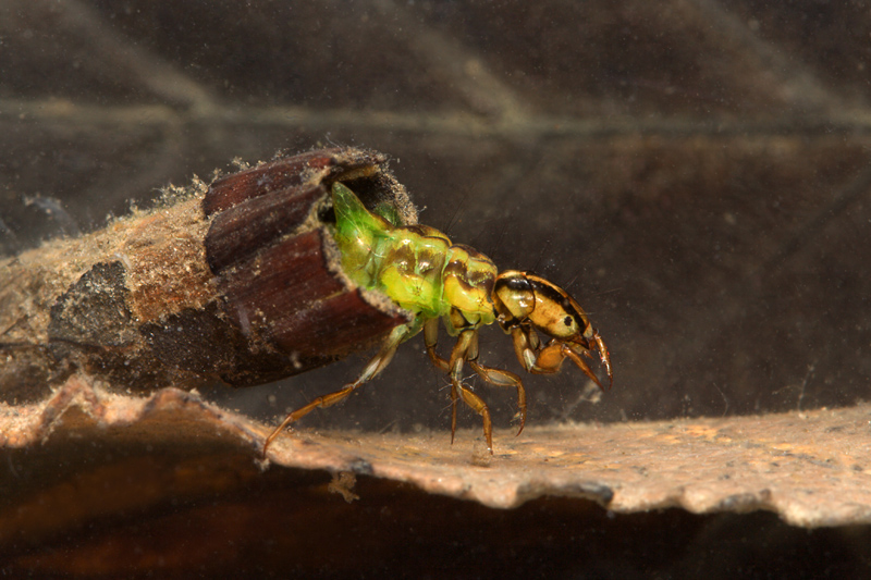 larve di Tricottero:   Phryganeidae e Limnephilidae