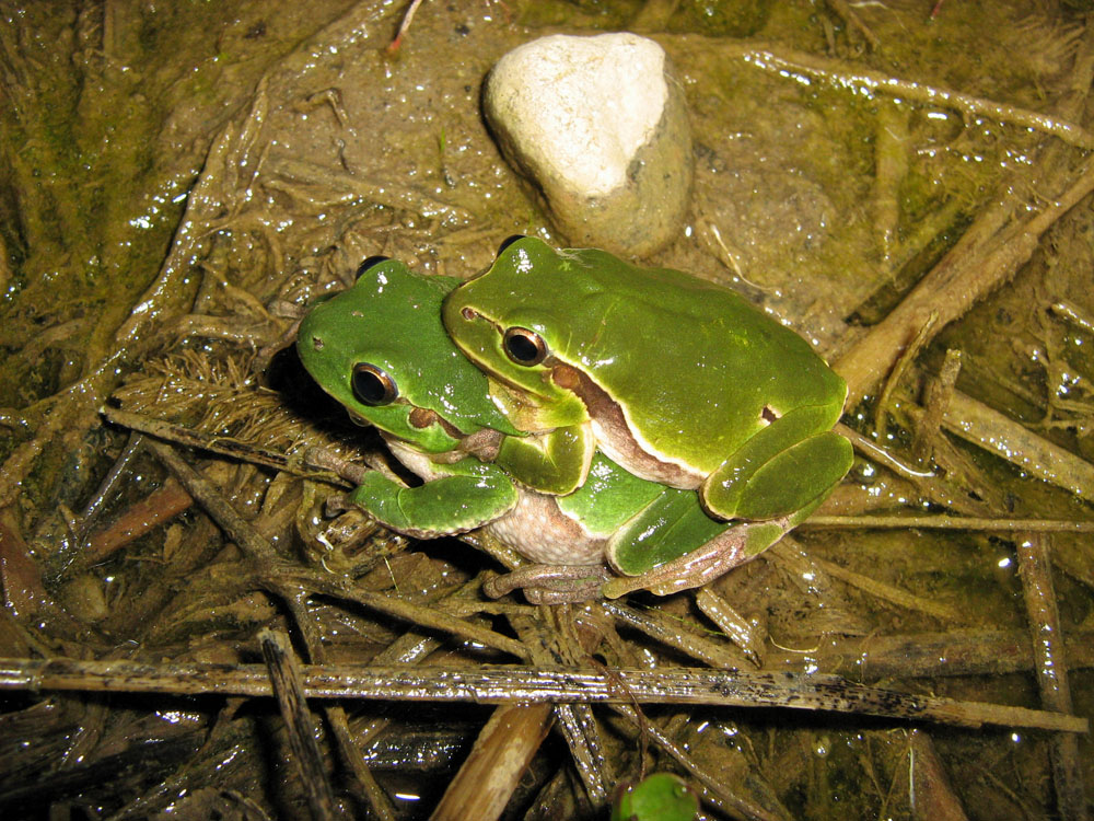 ID piccola rana attaccata a porta - Hyla intermedia