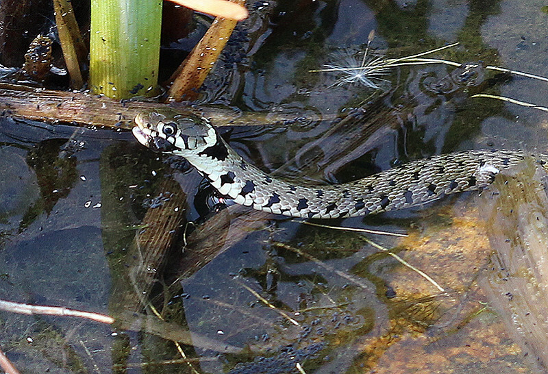 Natrix golosa