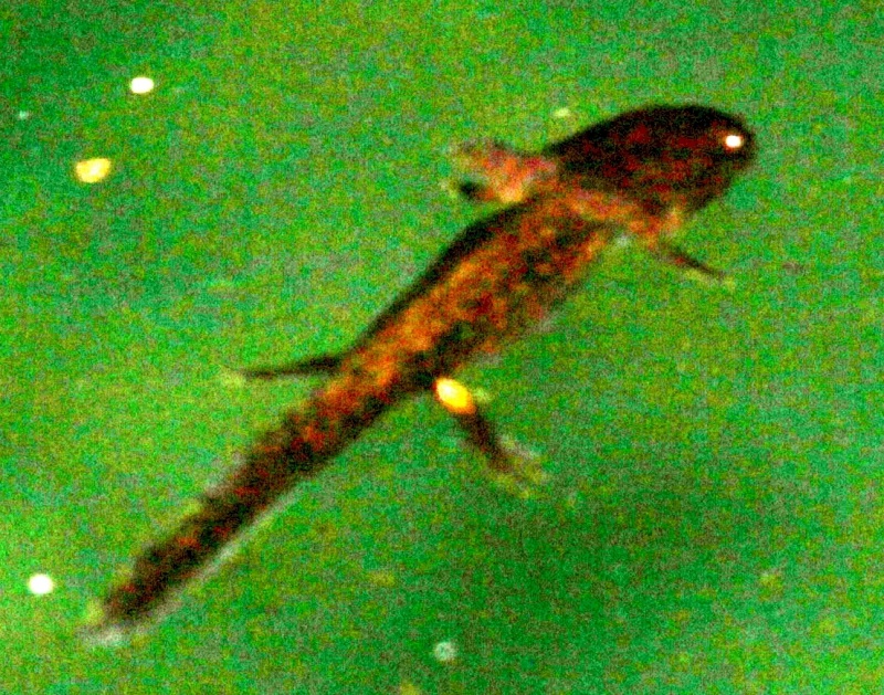 conferma larva salamandra? S