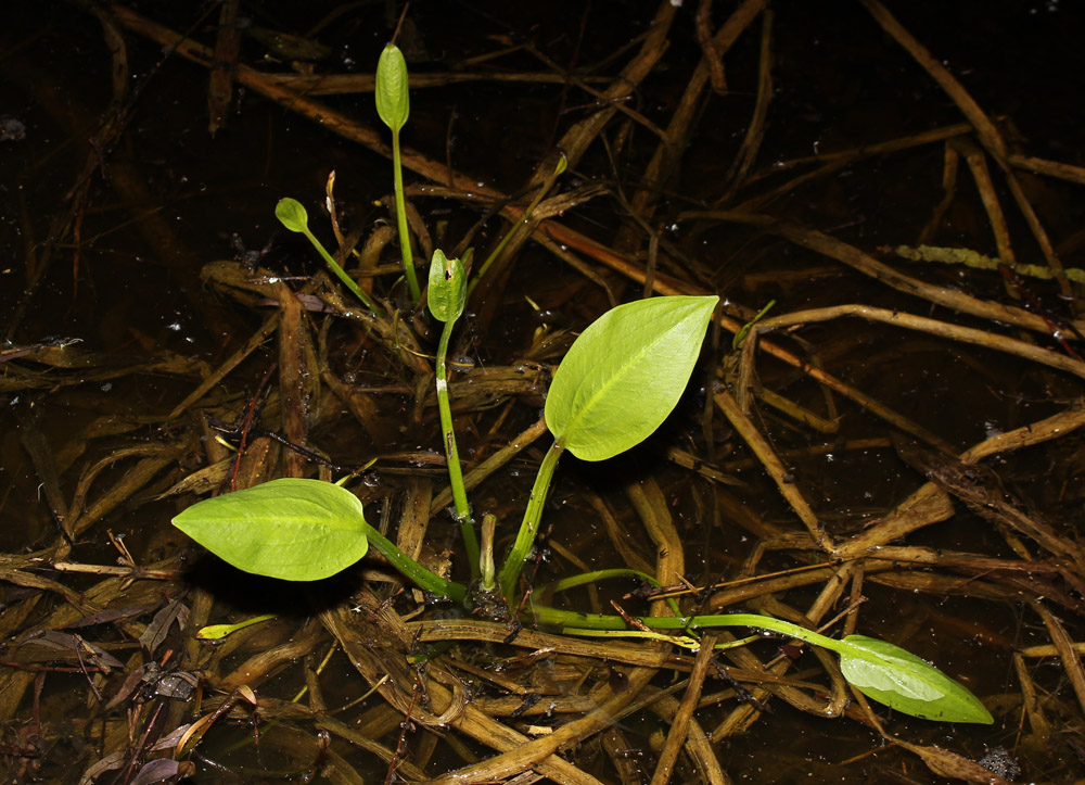 In palude... Alisma plantago-aquatica