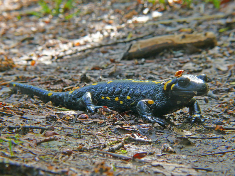 Salamandra pezzata