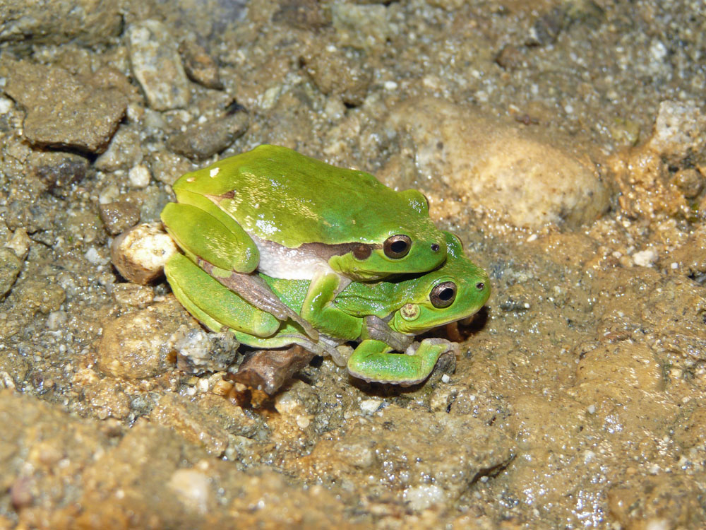 ID piccola rana attaccata a porta - Hyla intermedia