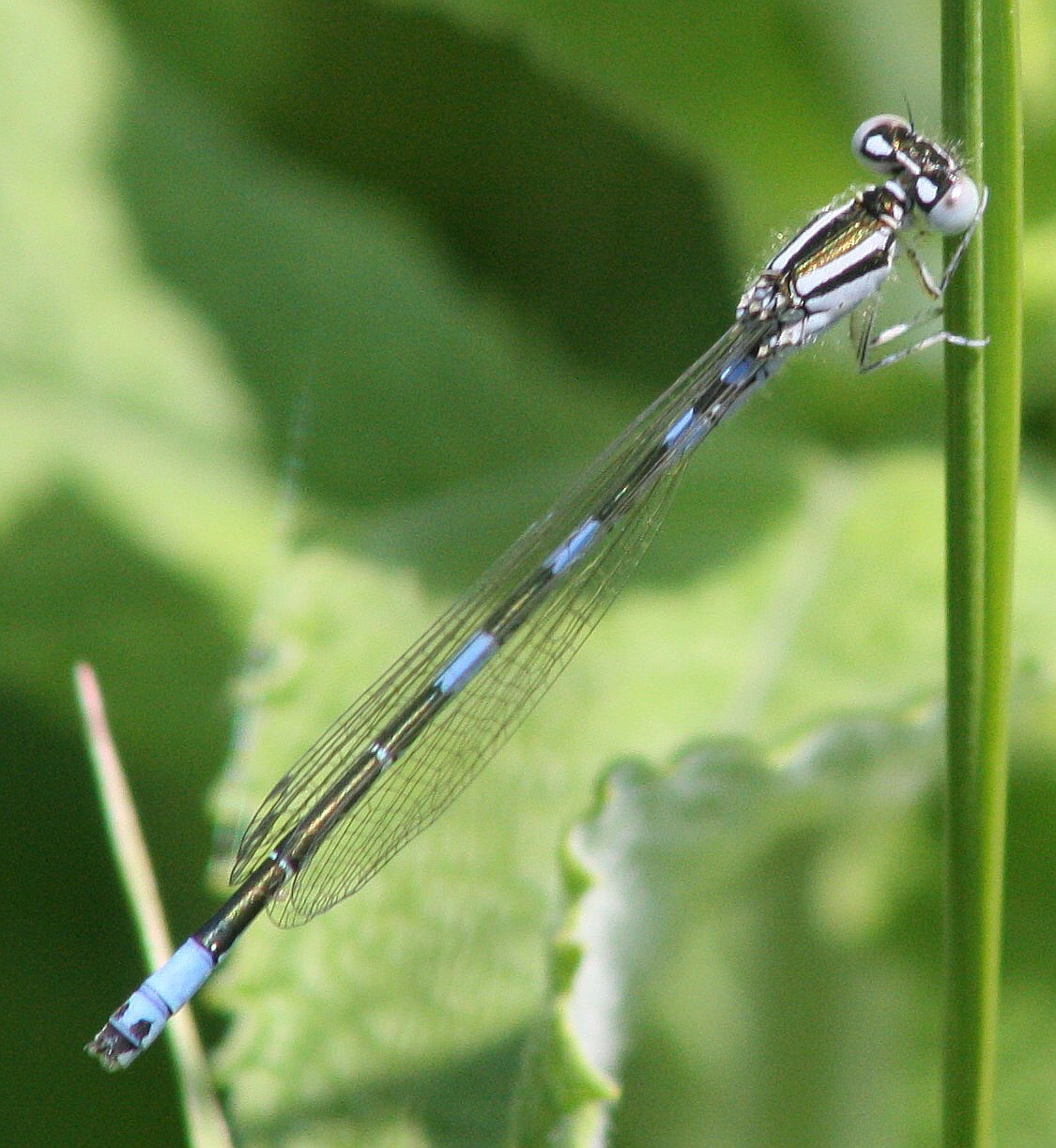 Nuova specie per il parco fluviale? Si, C. caerulescens