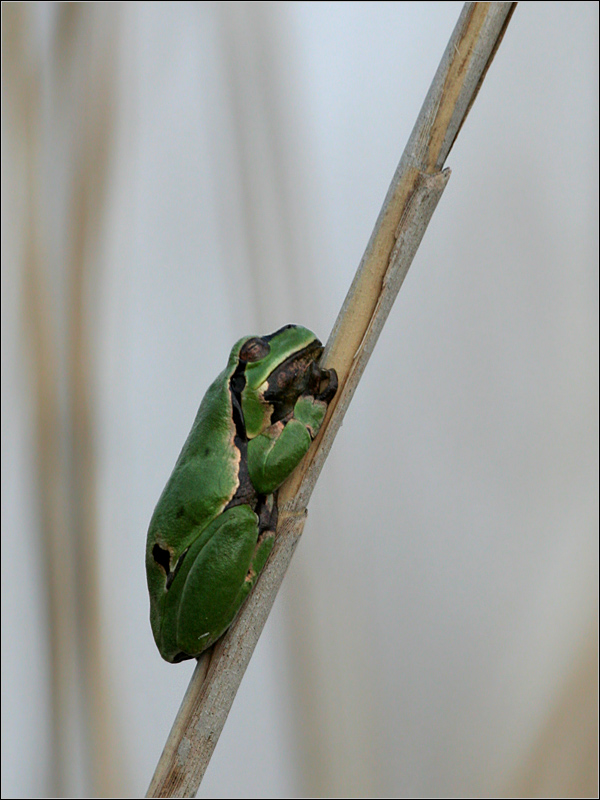 Hyla arborea