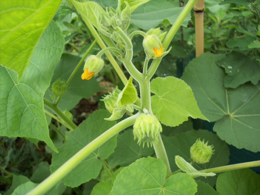 Abutilon theophrasti