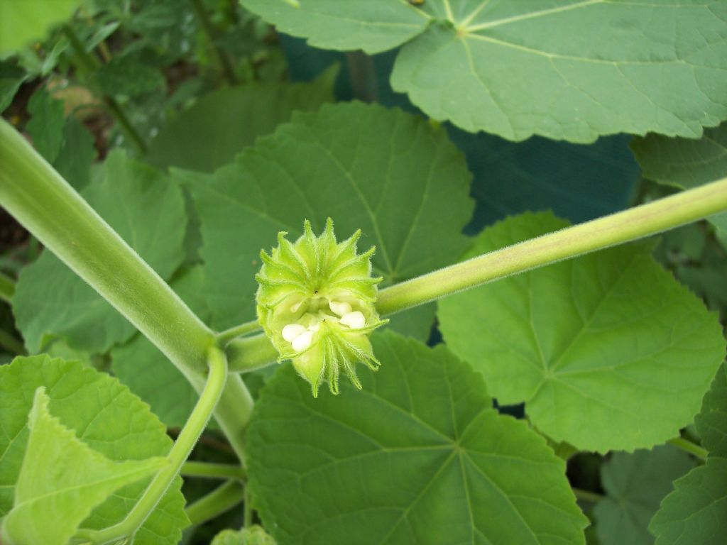 Abutilon theophrasti