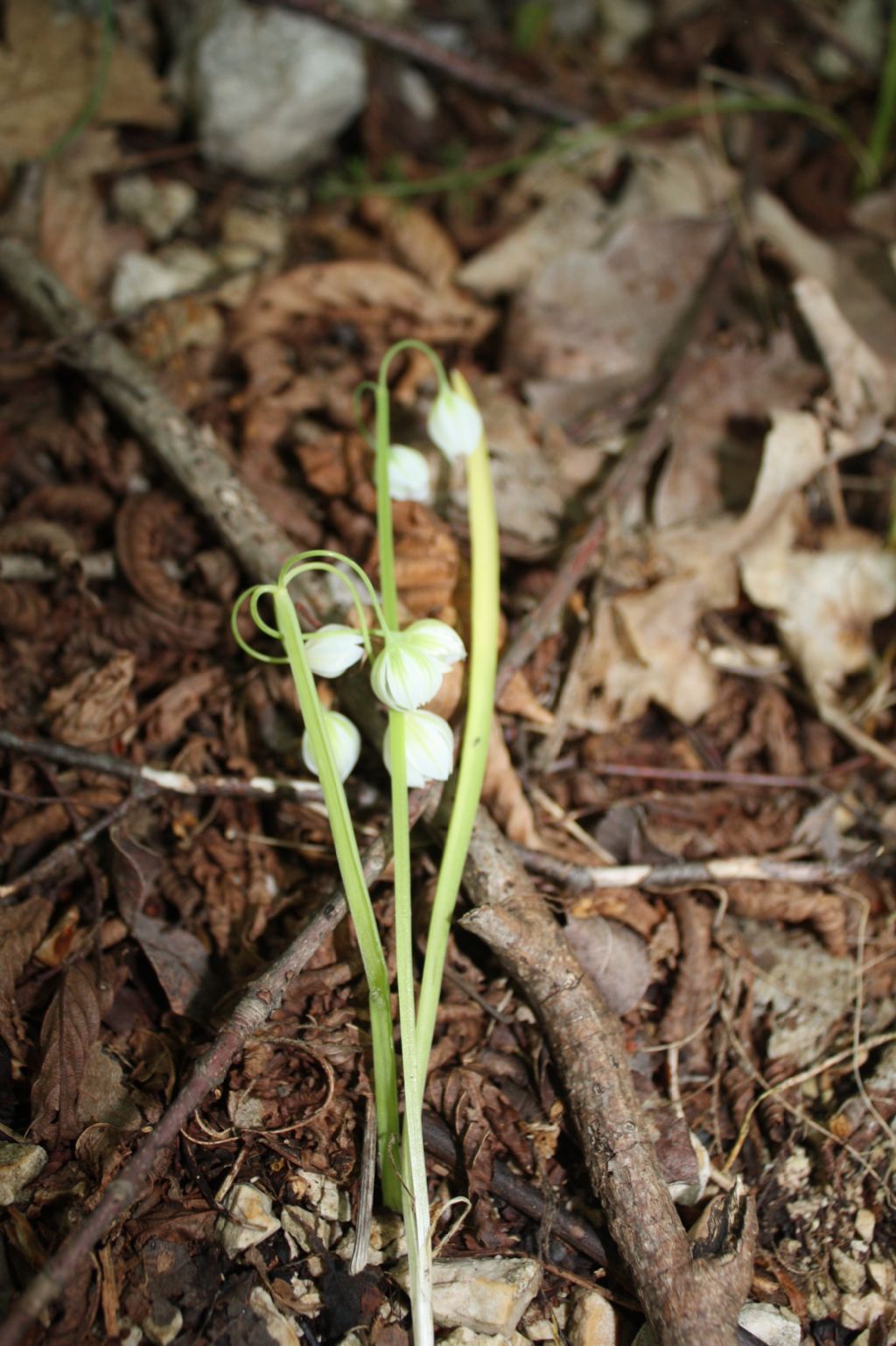 Allium pendulinum