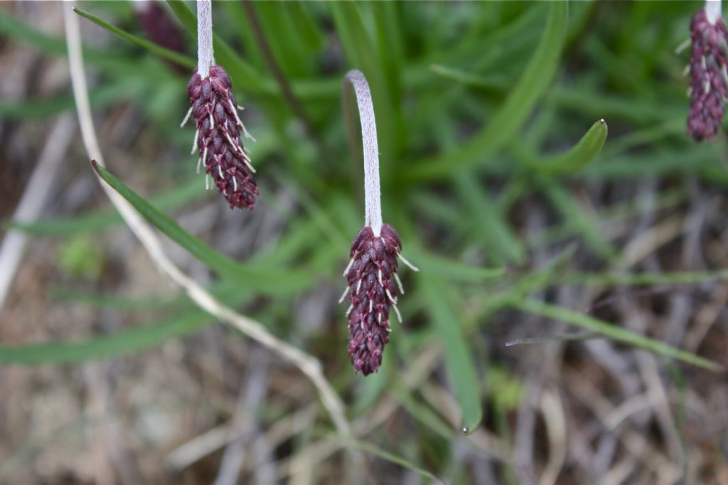 Plantago alpina / Piantaggine delle Alpi