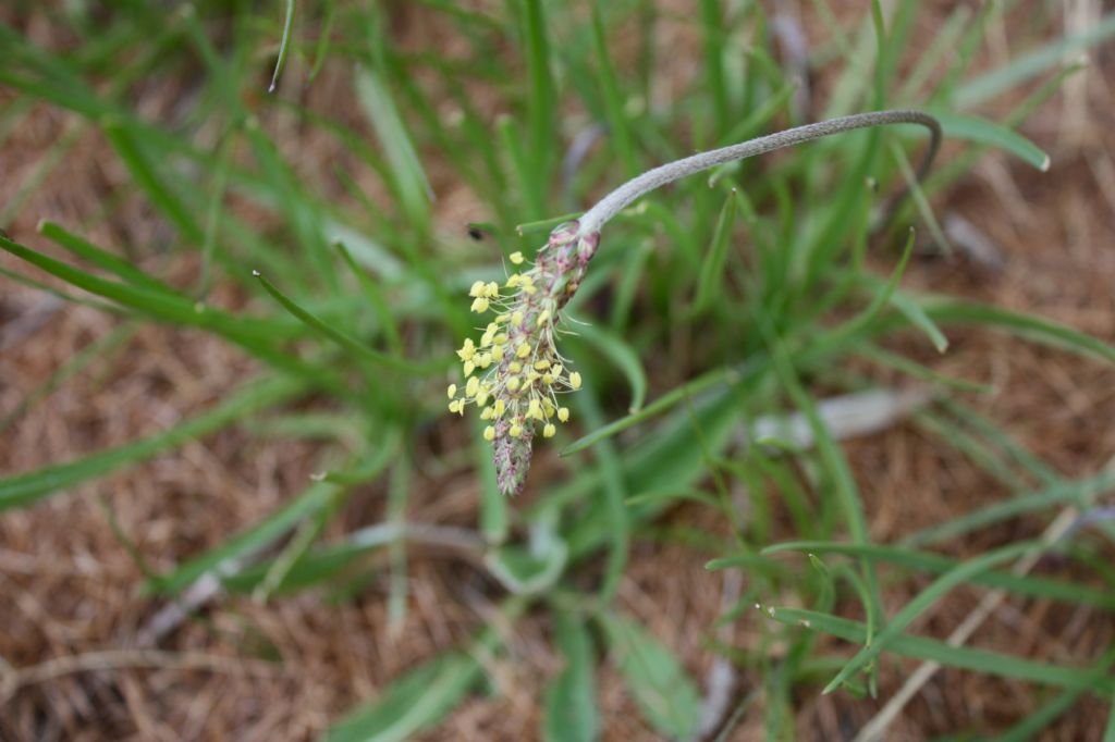 Plantago alpina / Piantaggine delle Alpi